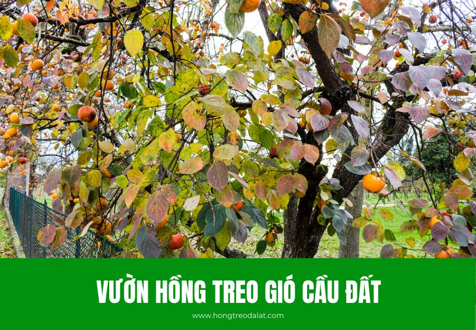 Địa chỉ vườn Hồng Treo Gió Cầu Đất nổi tiếng ở Đà Lạt
